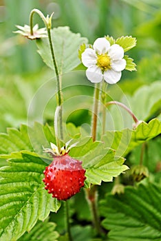 Wild strawberry. Fragaria vesca. photo