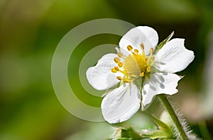 Wild strawberry fragaria vesca flower