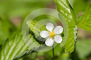 Wild strawberry fragaria vesca flower