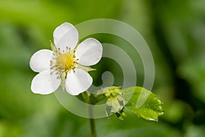 Wild strawberry fragaria vesca flower