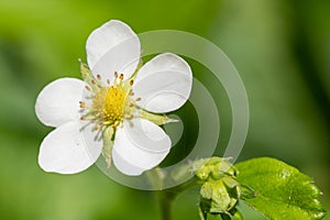 Wild strawberry fragaria vesca flower