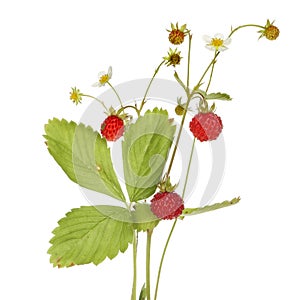 Wild strawberry