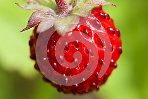 Wild Strawberry - Fragaria vesca photo