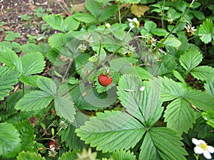 Wild strawberry, Fragaria vesca