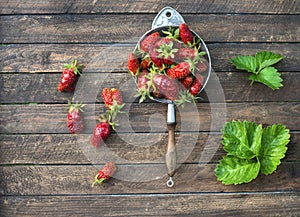 Wild strawberry and garden strawberry of new kind of Russian selection hybrid Kupchiha in vintage colander on rustic wooden