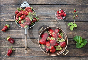 Wild strawberry and garden strawberry of new kind of Russian selection hybrid Kupchiha in vintage colander on rustic wooden