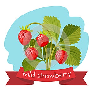 Wild strawberry with green leaves isolated on white background.
