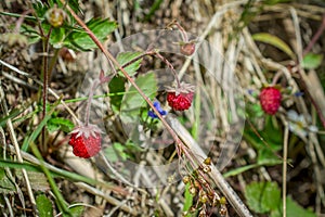 Wild strawberry growing in forest