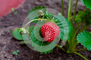 Wild strawberry growing from the green branch