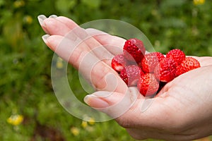 Wild strawberry in hand