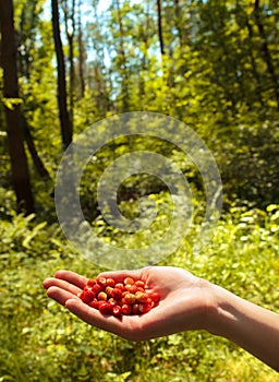 Wild strawberry in a hand in the wild wood