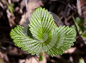 Wild strawberry leaves in spring