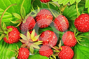 Wild strawberry macro