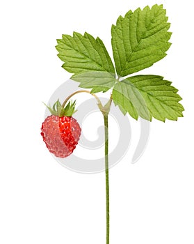 Wild strawberry macro