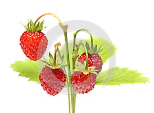 Wild strawberry macro