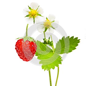 Wild strawberry macro