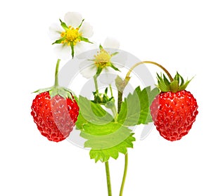 Wild strawberry macro