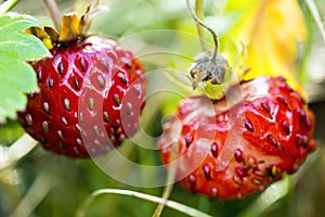 Wild strawberry macro