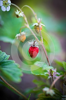 Wild strawberry macro