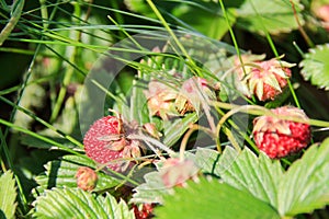 Wild strawberry. Natural strawberry. Ripe red wild strawberry field on a sunny day