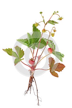 Wild Strawberry Plant