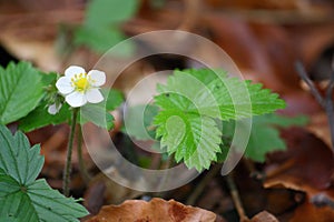 Wild strawberry plant with flower and leaves, growing on the forest floor