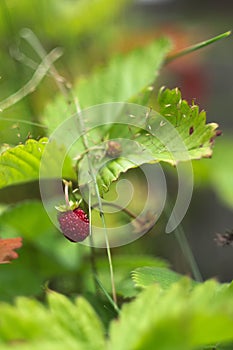 Wild strawberry plant with green leafs and ripe red fruit - Fragaria vesca.