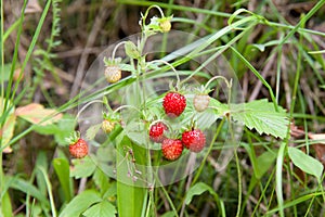 Wild strawberry plant with green leafs and ripe red fruit - Fragaria vesca.