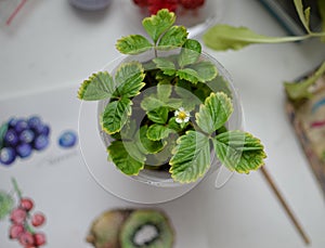 Wild strawberry plant grown from a seed in a pot, with green leaves and first white flower, home garden on the table, amateur