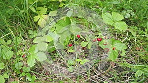 Wild strawberry plant with several berries ready for harvest. Ripe of wild strawberry growing in forest. Wide shot.