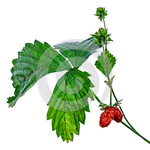 Wild strawberry stem with green leaf and red heart shaped fruit, closeup, isolated on white background. Delicious juicy berry of