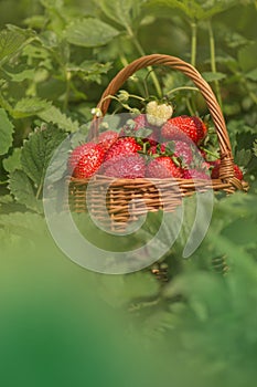 Wild strawberry summer food.  Strawberries growing in a natural environment