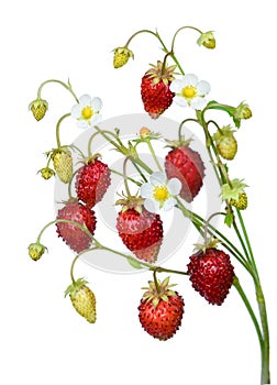 Wild strawberry twig