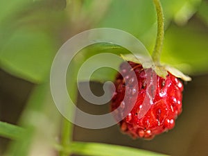 Wild strawberry, or woodland strawberry fruit on the plant