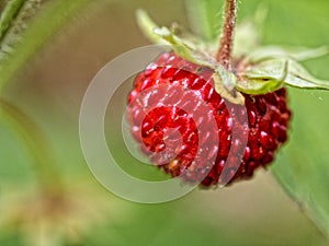 Wild strawberry, or woodland strawberry fruit on the plant