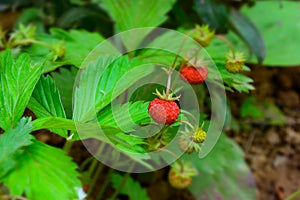 Wild strawberrys in a garden in springtime