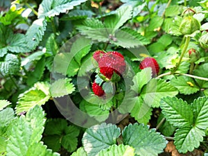 Wild strawberrys in nature