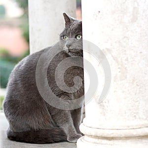Wild stray Carthusian Cat in a cemetery
