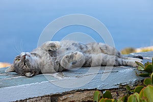 Wild stray Cat lying on a wall, Folegandros, Cyclades, Greece