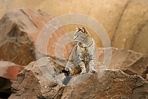 Salvaje deambular gato rocas 