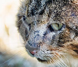 Selvaggio passeggiata gatto comune 