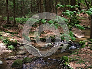 Wild stream in the landscape of the bavarian forest europe germany