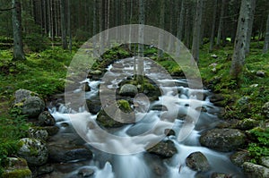 Wild stream in Low Tatras