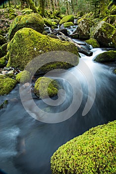 Wild stream in old forest, water blurred in motion