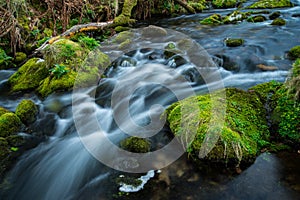 Wild stream in old forest, water blurred in motion