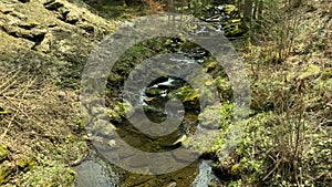 Wild stream in the reserve. Spring. 4K