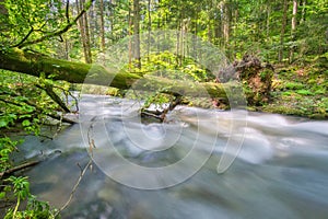 Wild stream of Vajskovsky potok creek with fallen tree