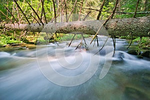 Wild stream of Vajskovsky potok creek with fallen tree