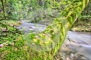 Wild stream of Vajskovsky potok creek with moss covered tree