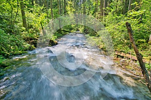 Wild stream of Vajskovsky potok creek